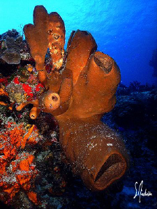 This image was taken at Paradise Reef off the island of C... by Steven Anderson 